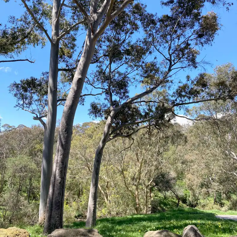 Australian outdoors on a sunny day