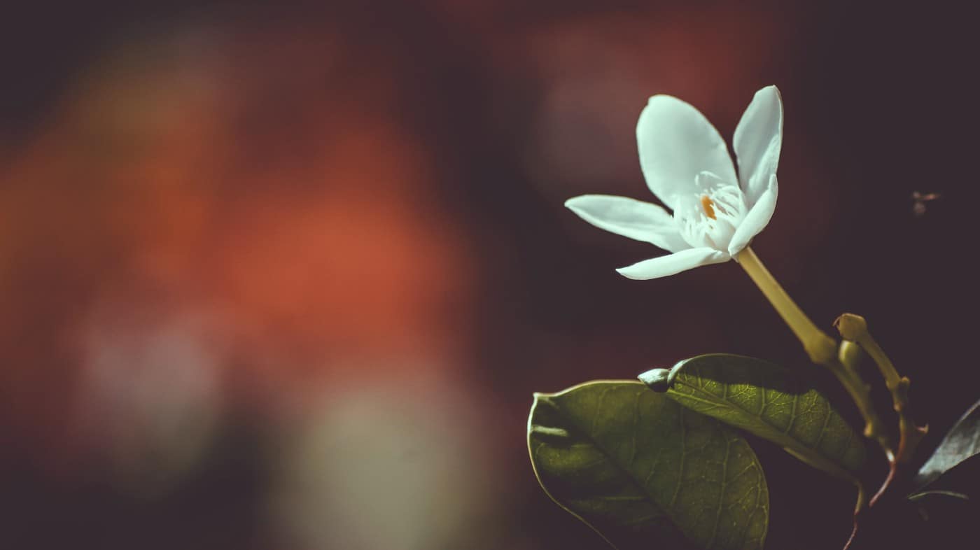 Image of a white flower