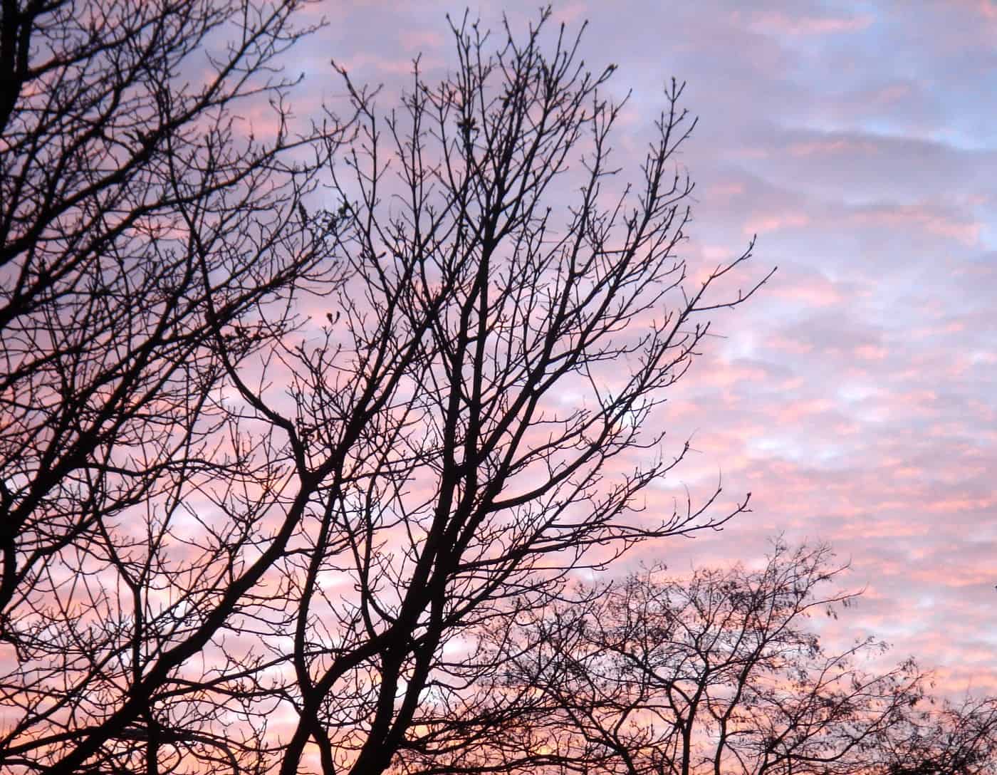 Trees and the sunset